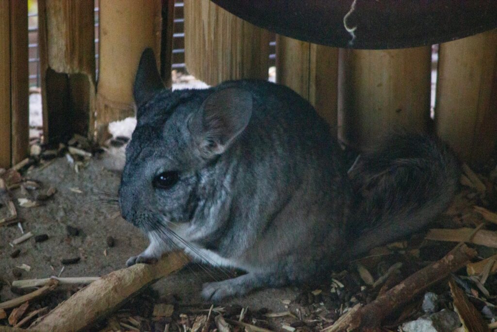 cómo cuidar una chinchilla