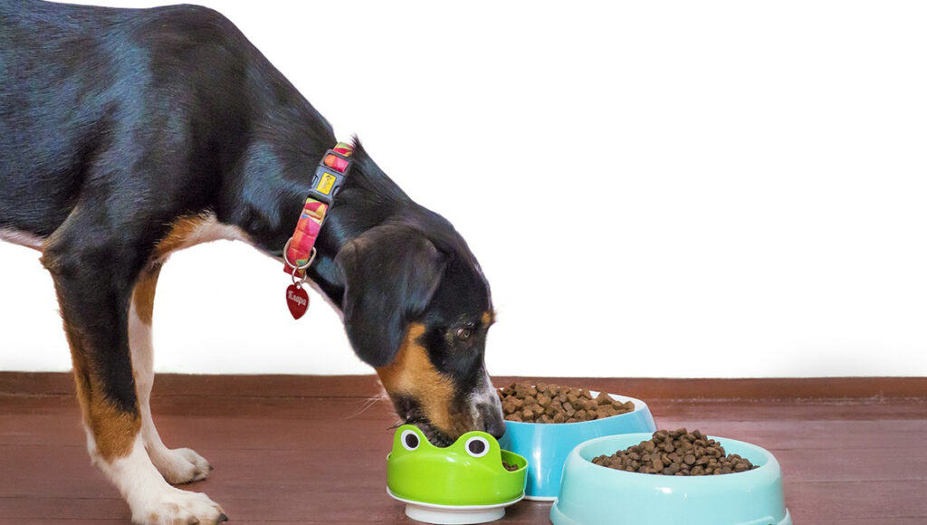 ¿Cómo hacer si tu perro no come de su plato y si de tu mano?