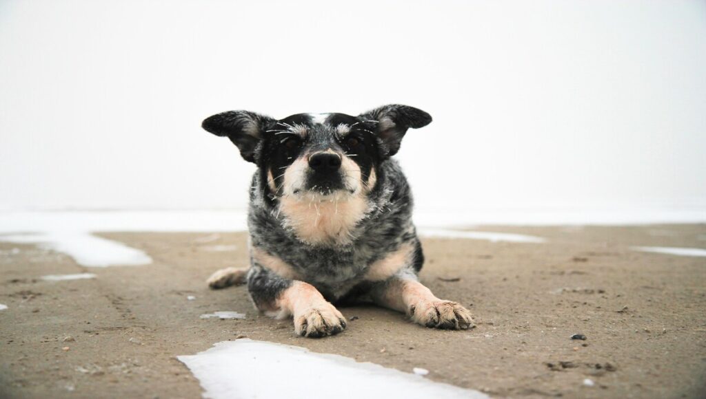 proteger a tu perro del frio