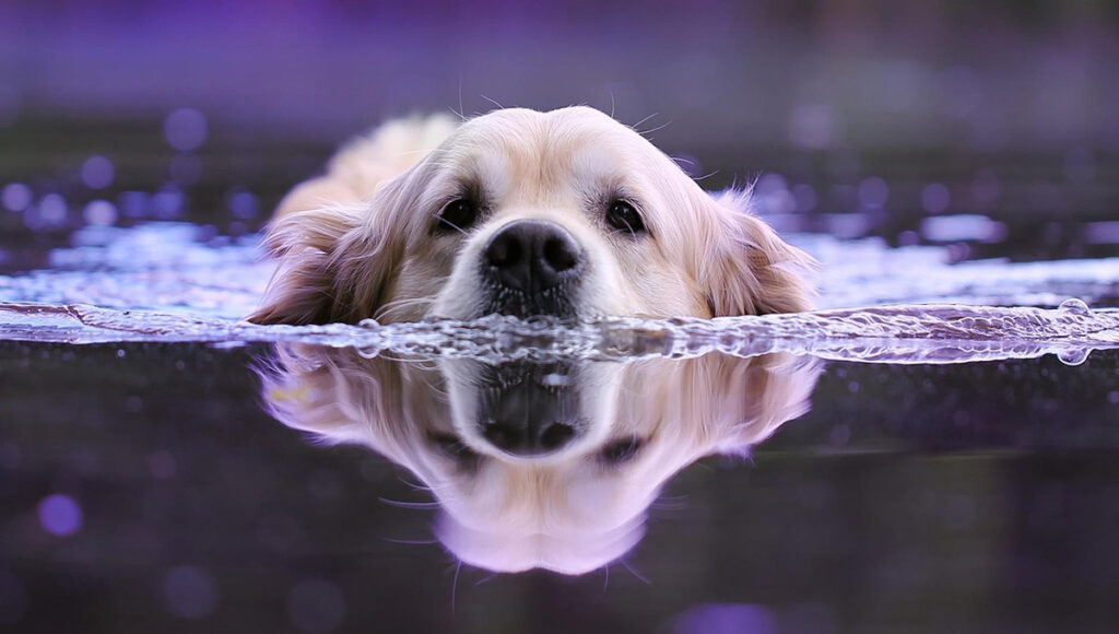 ¿Cómo quitar a mi perro el olor a perro mojado?
