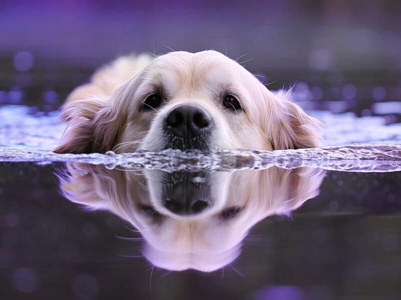 ¿Cómo quitar a mi perro el olor a perro mojado?