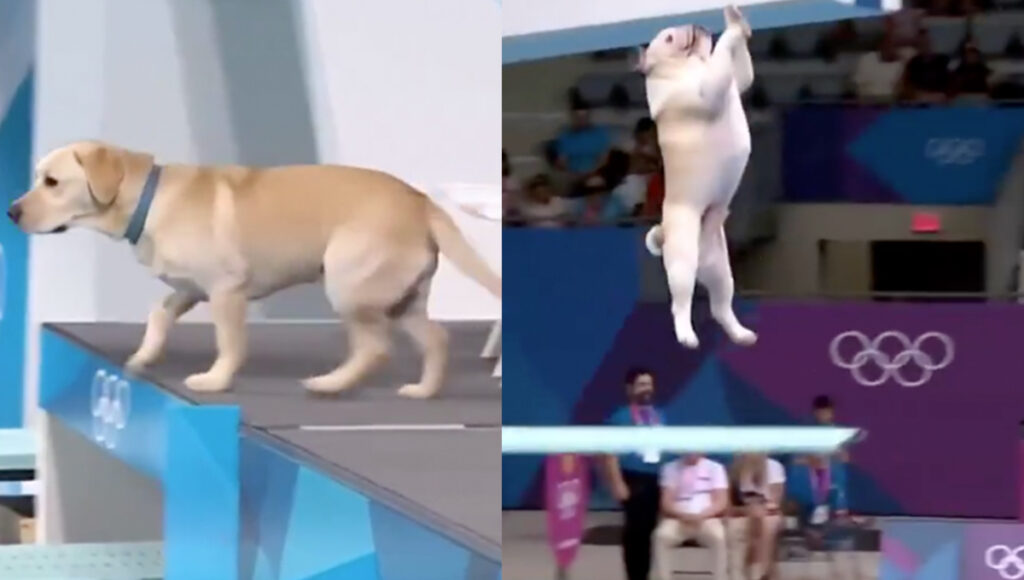 ¿Son reales las competencias de clavados de perros?