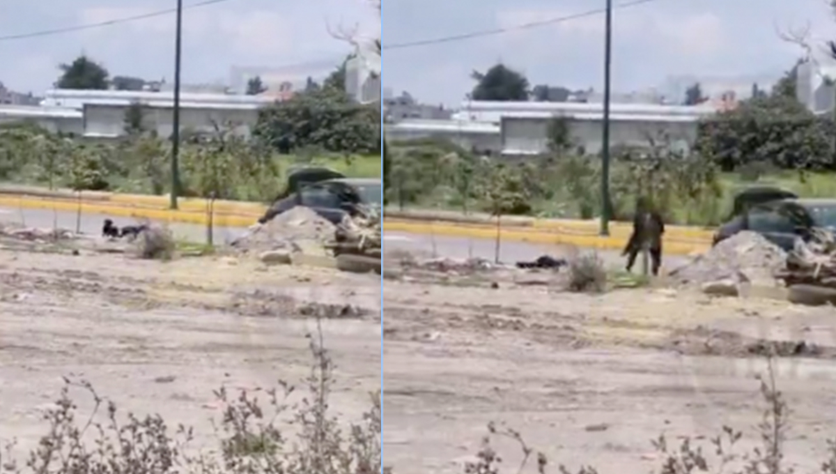 Crueldad animal, abandonan a cachorros en el Estado de México