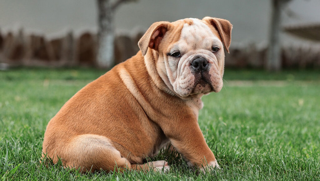 Revelan el top 10 de razas de perro más buscadas en internet