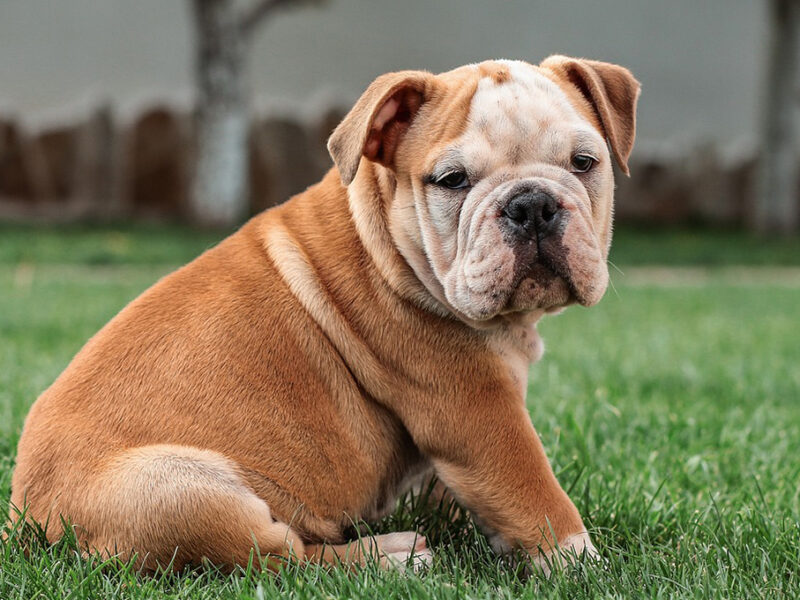 Revelan el top 10 de razas de perro más buscadas en internet