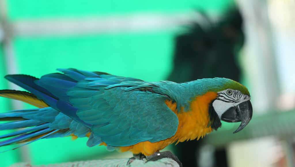 De cuánto es la multa por tener un perico en la CDMX, ya que estas aves son consideradas fauna silvestre protegida y su comercio