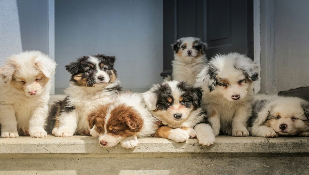 Cuidados básicos de un cachorro