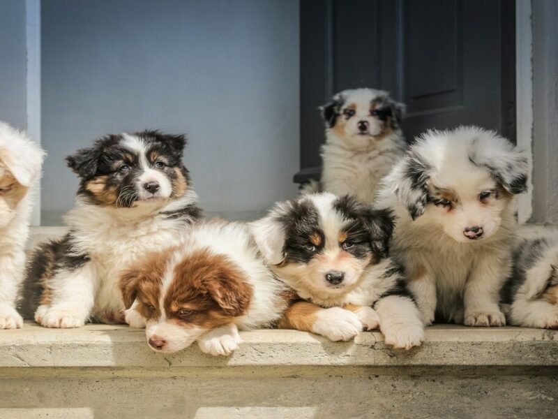 Cuidados básicos de un cachorro