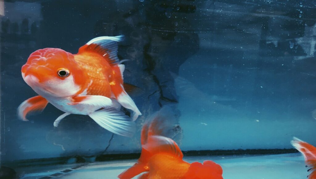 pez Oranda