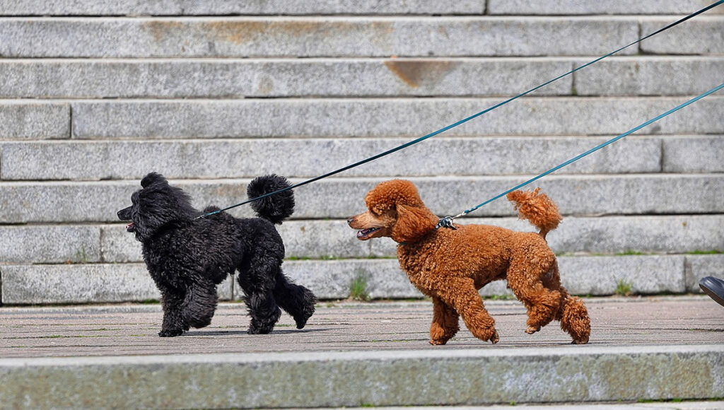 Esta es la multa por no traer a tu perro con correa en la CDMX