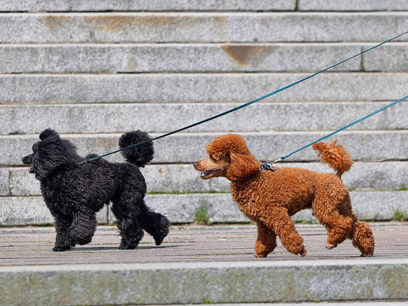 Esta es la multa por no traer a tu perro con correa en la CDMX