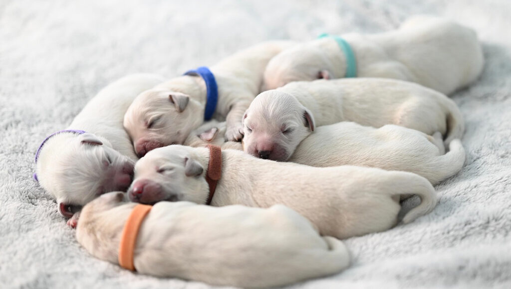 ¿De cuánto es la multa por vender perros en las calles de Monterrey?