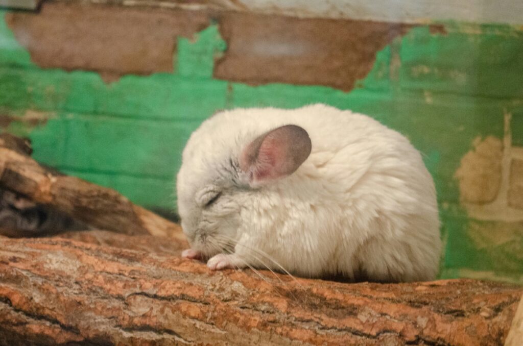 chinchilla doméstica