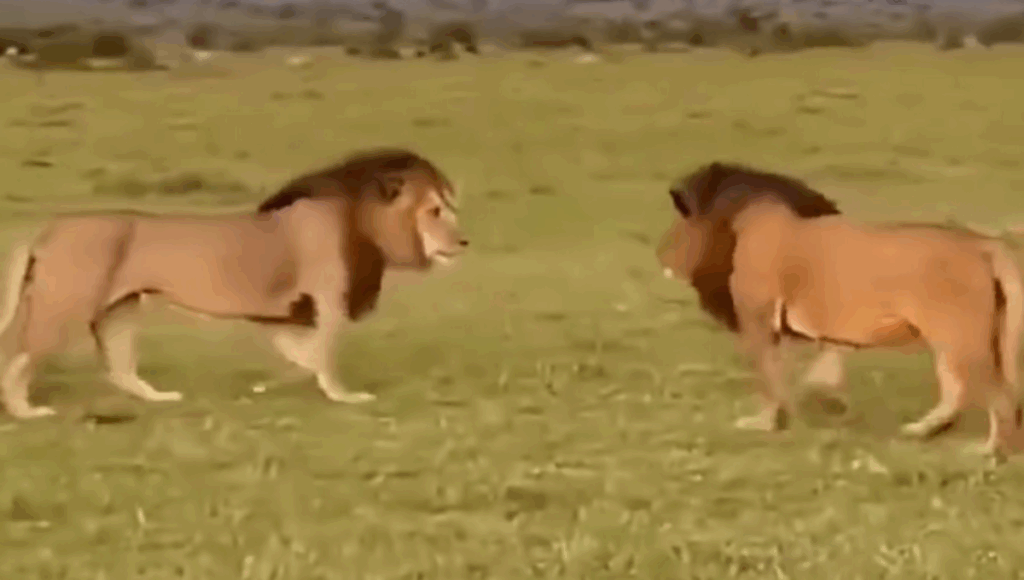 dos leones machos se encuentran en la sabana