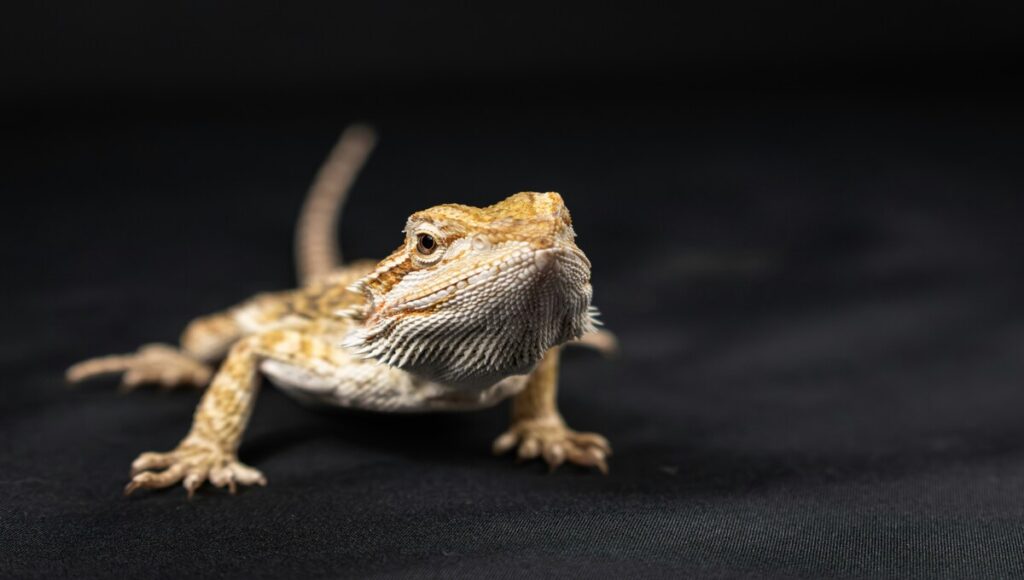 dragón barbudo como mascota