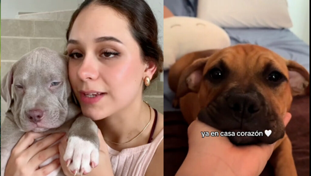 Dueña de una perrita revela que Vivaaerobus le cambio a su mascota