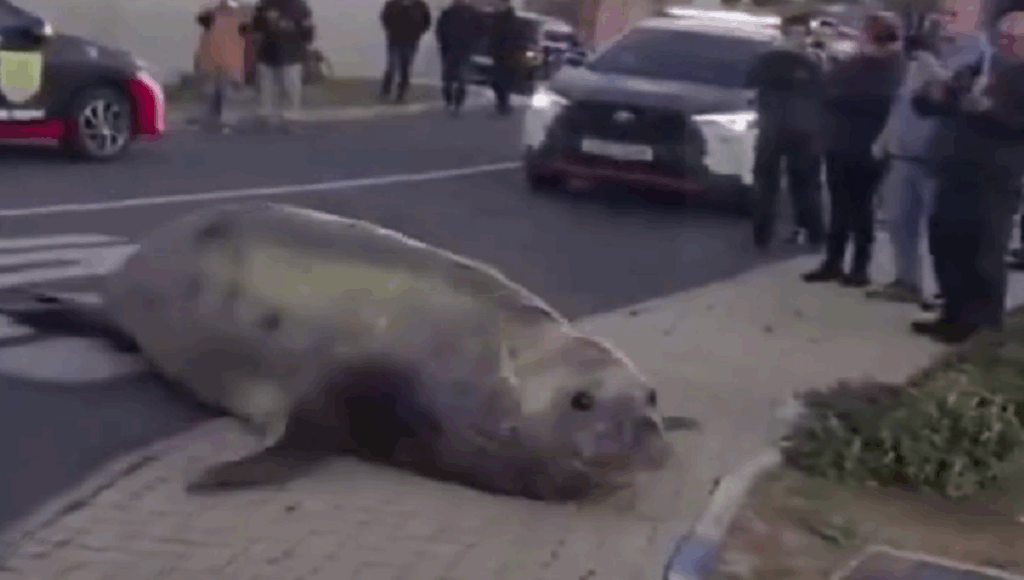 elefante marino aparece en las calles