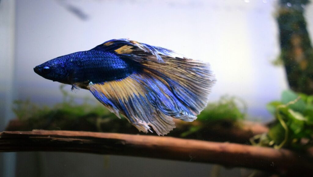 enfermedades del pez Betta