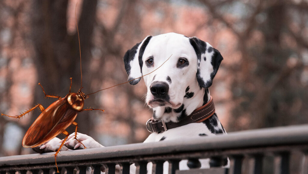 Así es como afecta a tu mascota la presencia de cucarachas en casa