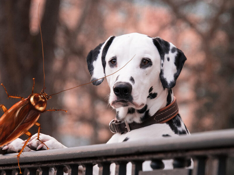 Así es como afecta a tu mascota la presencia de cucarachas en casa