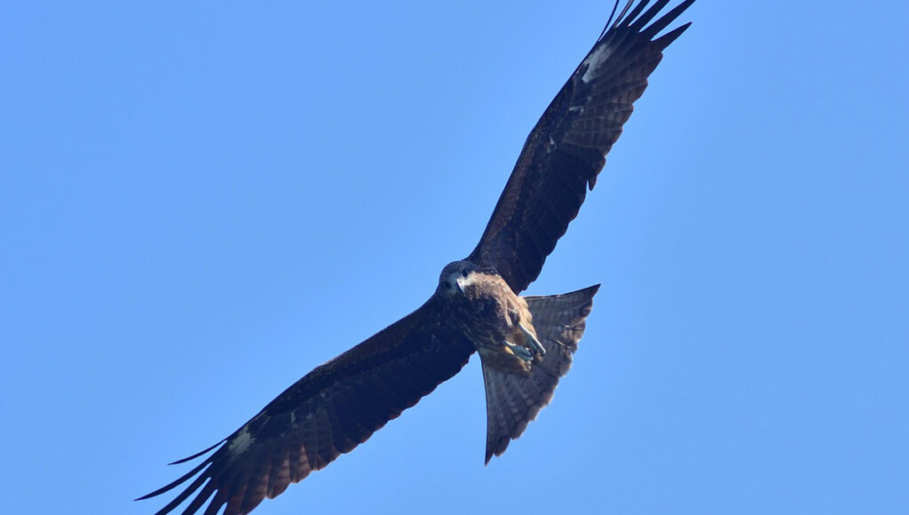 Esta Águila espanta a las palomas del metro de la ciudad de mexico
