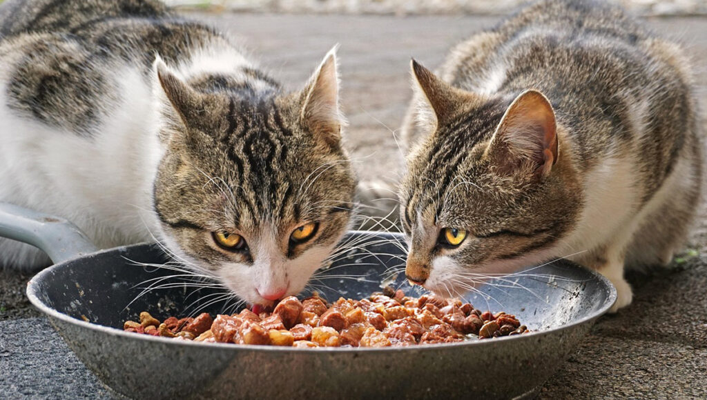 Gatos a que edad se deben esterilizar