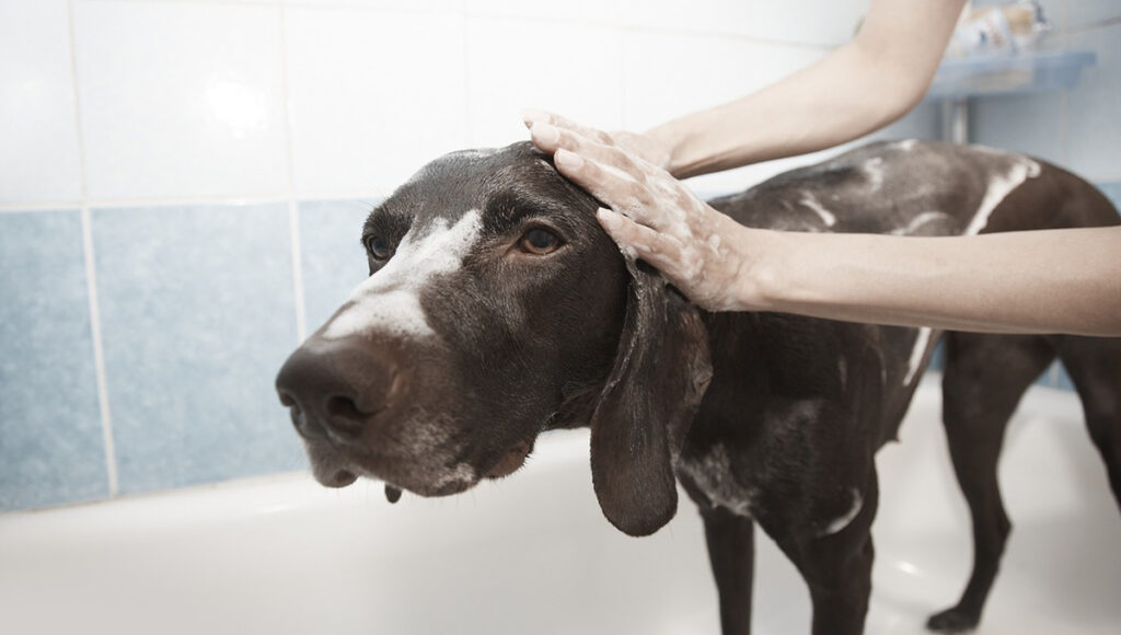 Estudio revela lo que sienten los perros cuando los bañan