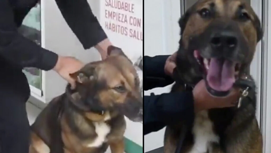 Figo transfusión sangre Loki