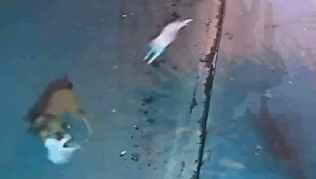 gato defiende a gatita de perro