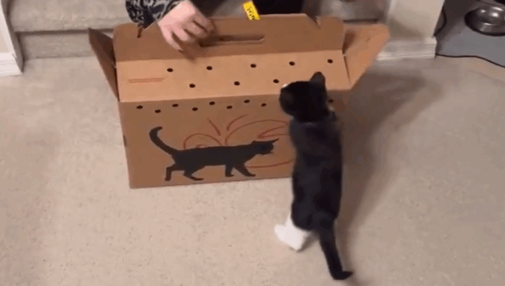 gato es presentado con su nuevo compañero