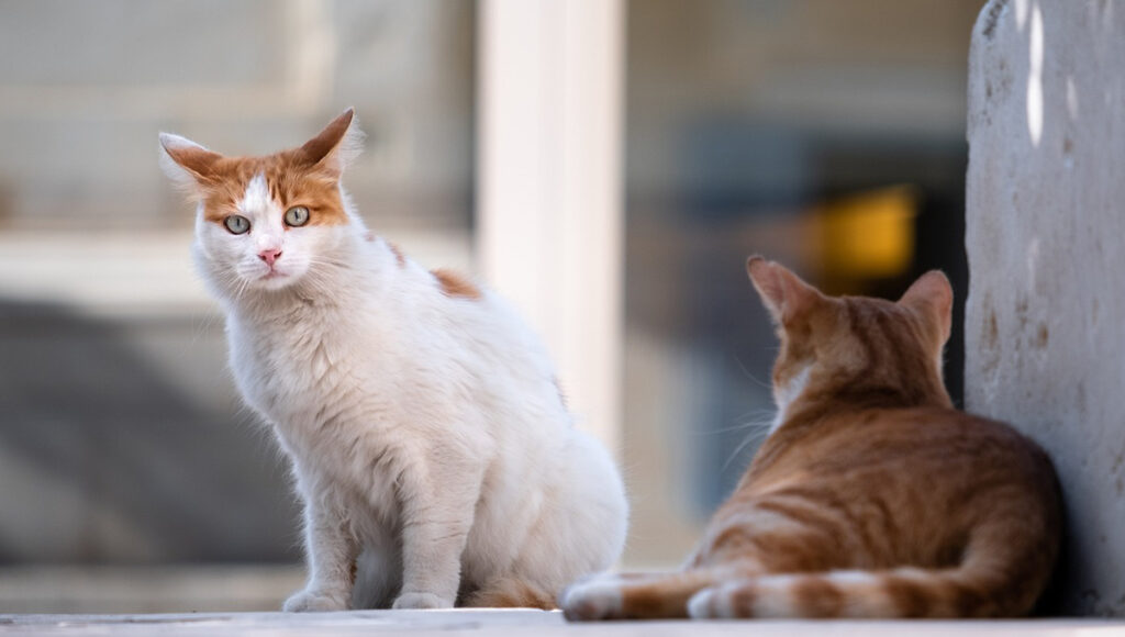 ¿Por qué los gatos se quedan viendo la lluvia?