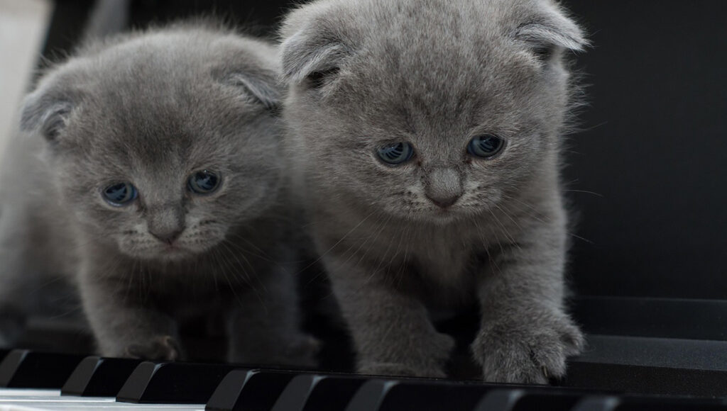 Gatos nebulizaciones en casa