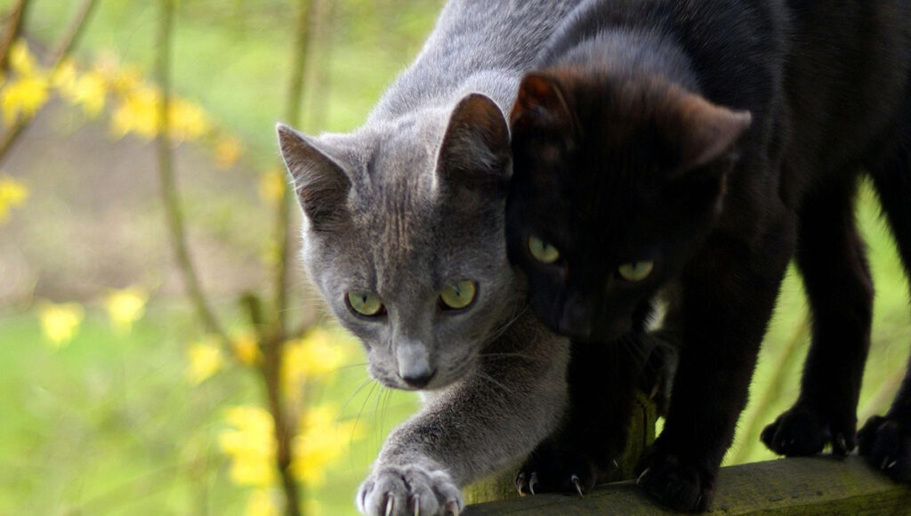 ¿Por qué los gatos se quieren subir encima?