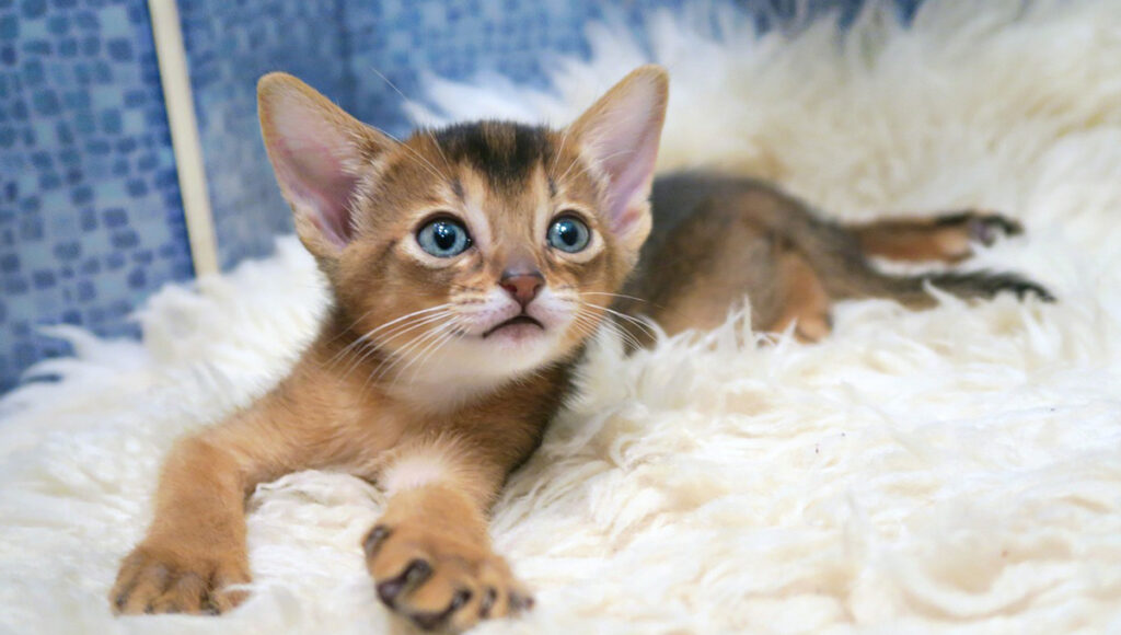 Gatos pueden comer carne cruda alimentación