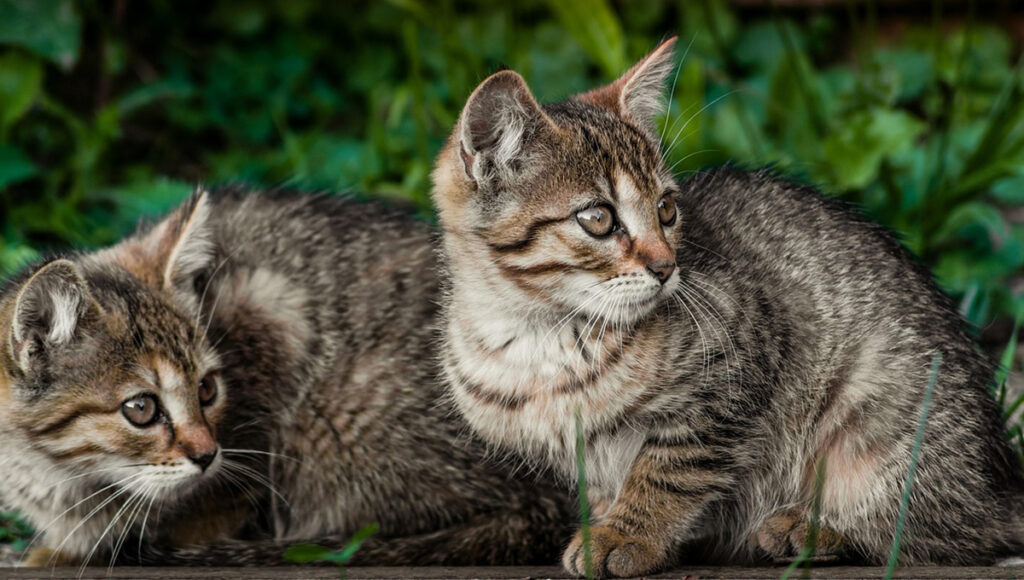 ¿Cómo secar a mi gato de la lluvia?