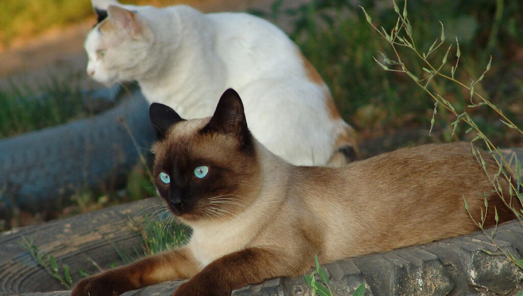 ¿Cuántos tipos de gatos siameses existen?
