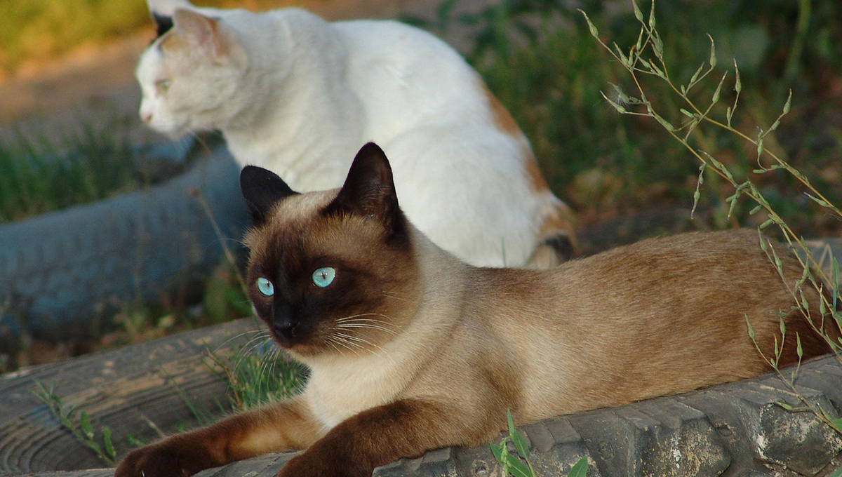 ¿Cuántos tipos de gatos siameses existen?