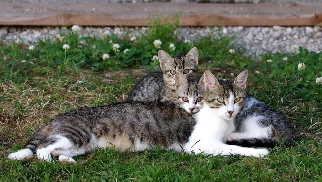 Hay multas por no esterilizar gatos en la cdmx tendencias