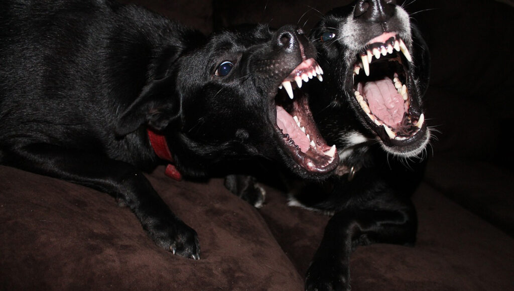 IA podría revelar el significado de los ladridos de los perros