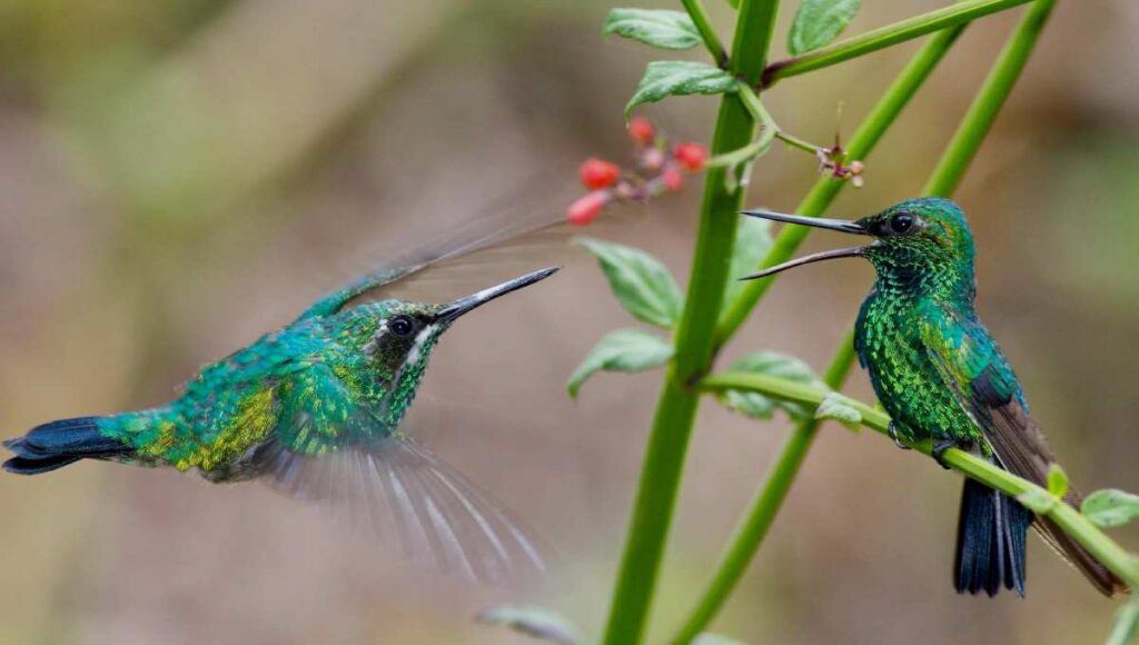 colibríes planta atraer