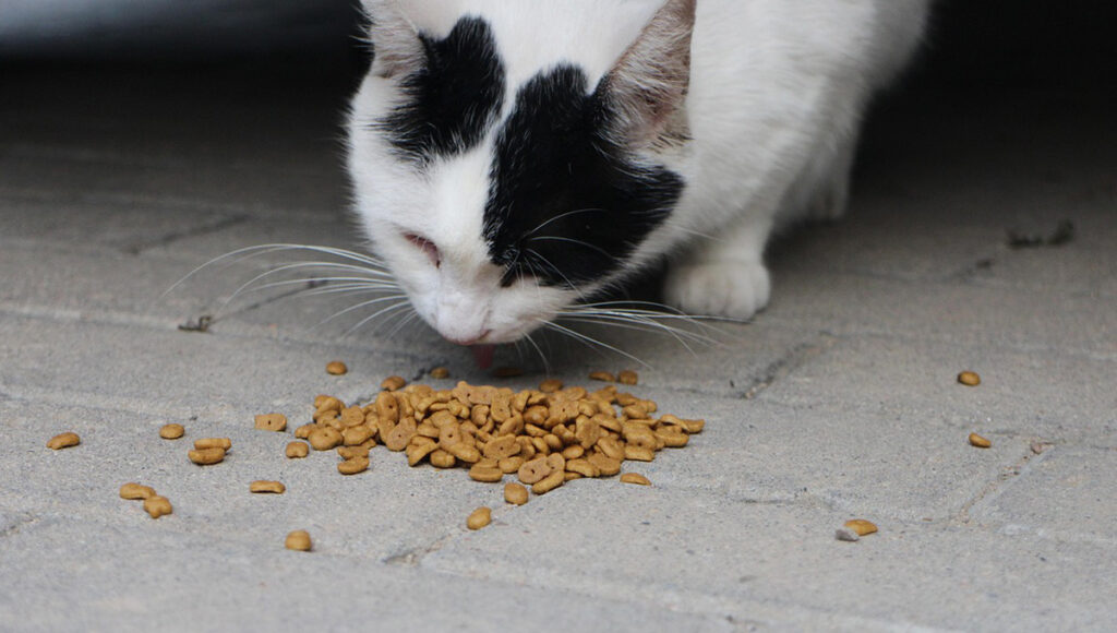 Las croquetas cat chow son buenas para los gatos