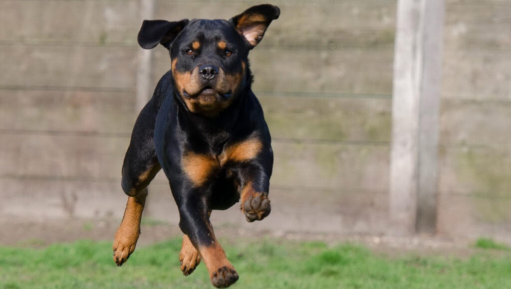 ¿Cuáles son las razas que no se recomiendan adoptar?