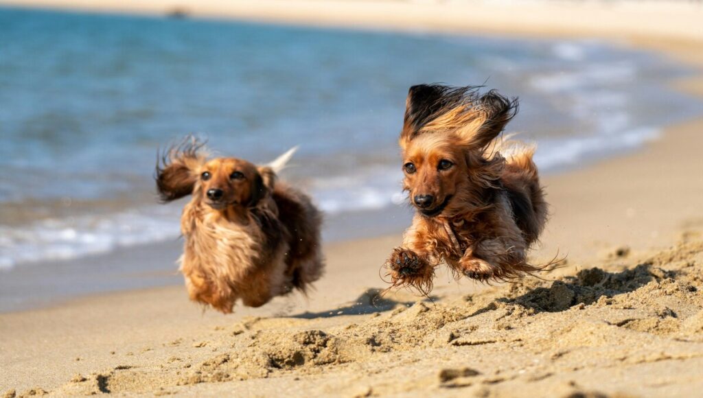 llevar perros a la playa
