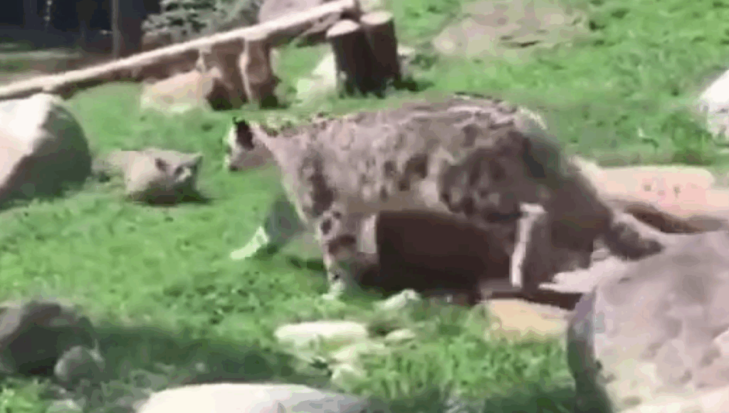 madre leopardo finge tener miedo