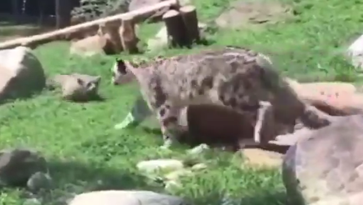 madre leopardo finge tener miedo