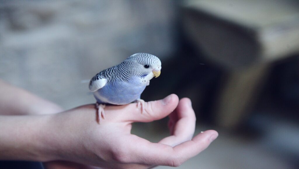 mascota que reduce el estrés