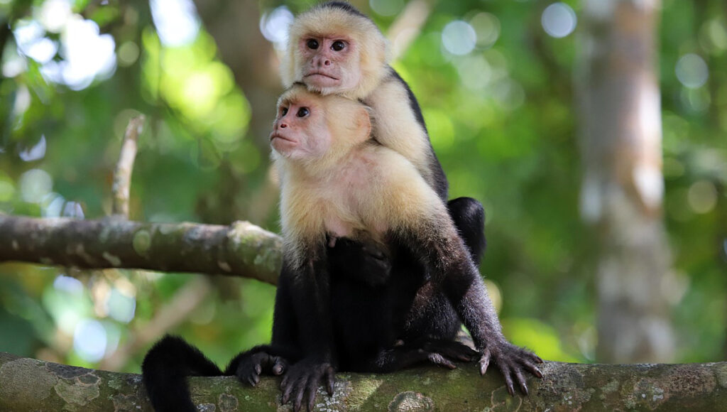 monos capuchinos robar bebes de los monos aulladores
