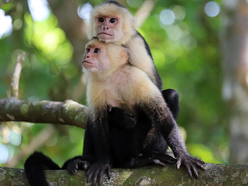 monos capuchinos robar bebes de los monos aulladores
