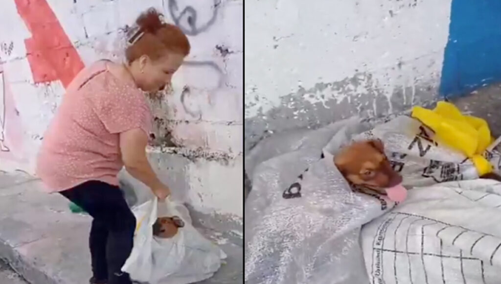 Una mujer abandona a perros en bolsas en Nuevo León