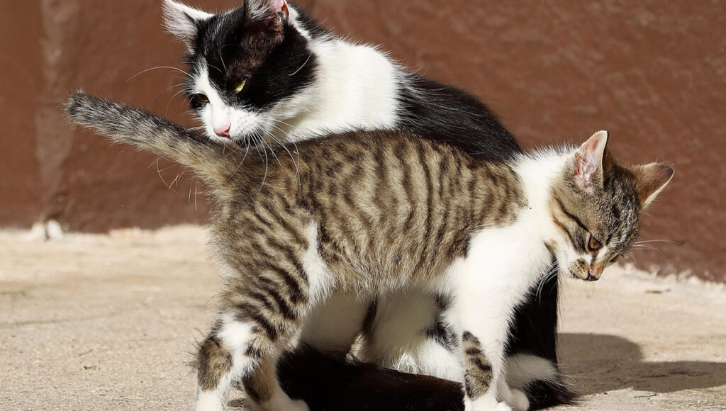 Una mujer es demandada por alimentar a un gato